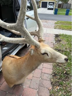 Deer head mount