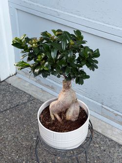 Ginseng Ficus (Ficus microcarpa bonsai tree
