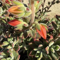2 Plant Stands & Ruby Slipper Succulents Large & Gorgeous