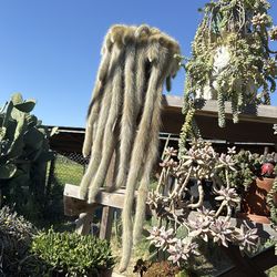 Cactus monkey tail