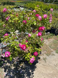 $120 big pink roses