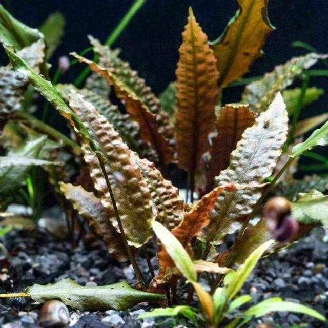 Aquarium Plants $5