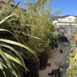 2 Black bamboo plants in Lava planters Large!