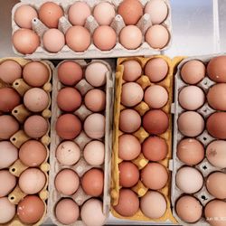 Fresh Organic Large Brown Eggs🥚