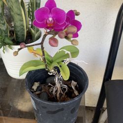 Orchid Pot 13$