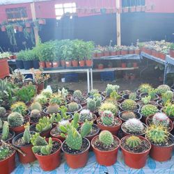 Cactus