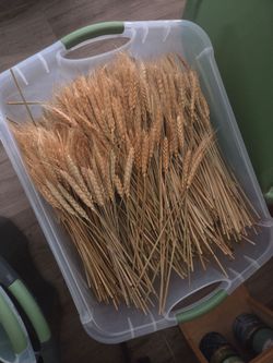 Wheat Grass