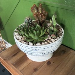 Succulent Arrangement