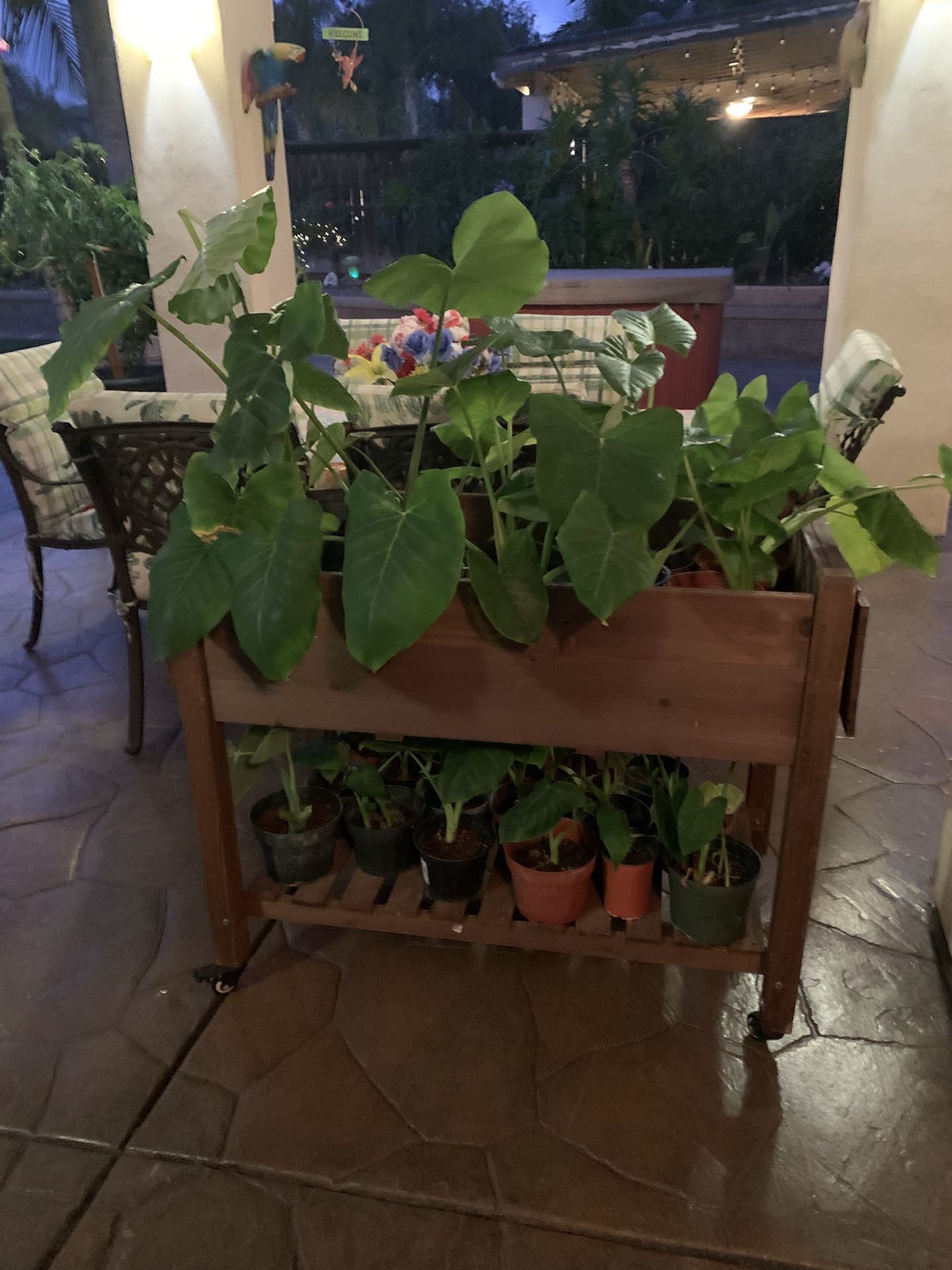 Tropical Patio Plants