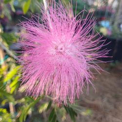 Pink Powderpuff Tree 