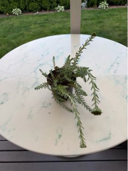 Sedum reflexum ‘Blue Spruce’ - Blue Spruce Sedum  (Out/In Door Life Plant, Perennial)