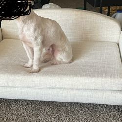 Neutral Dog/Cat Couch/Bed