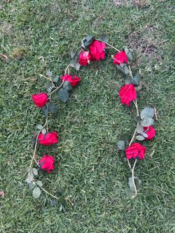 Vine  roses
