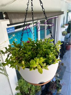 For sale: plants in hanging baskets