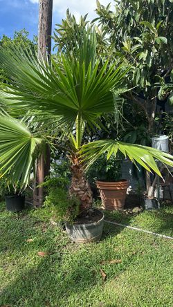 Mexican palm