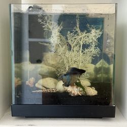 3 Gallon Cube Aquarium