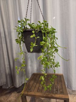Trailing Vine Plant in Hanging Basket