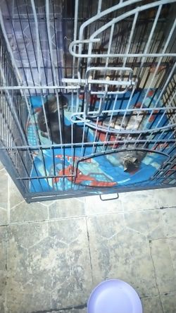 Pet Cage