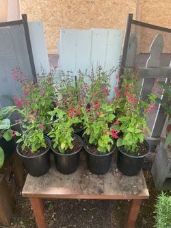Scarlet sage salvia plants