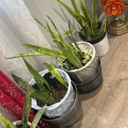 Snake Plant 