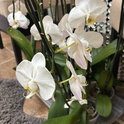 ORCHIDS
