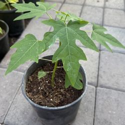 Mexican Papaya Trees 1 1/2 The Tall $15 Each Price Firm 