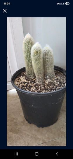 OLD MAN CACTUS