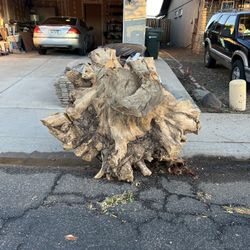 Tree Stump