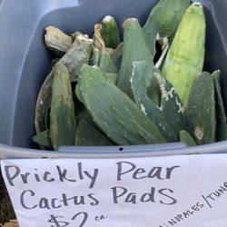 (10) PRICKLY PEAR CACTUS PADS / NOPALES / TUNA