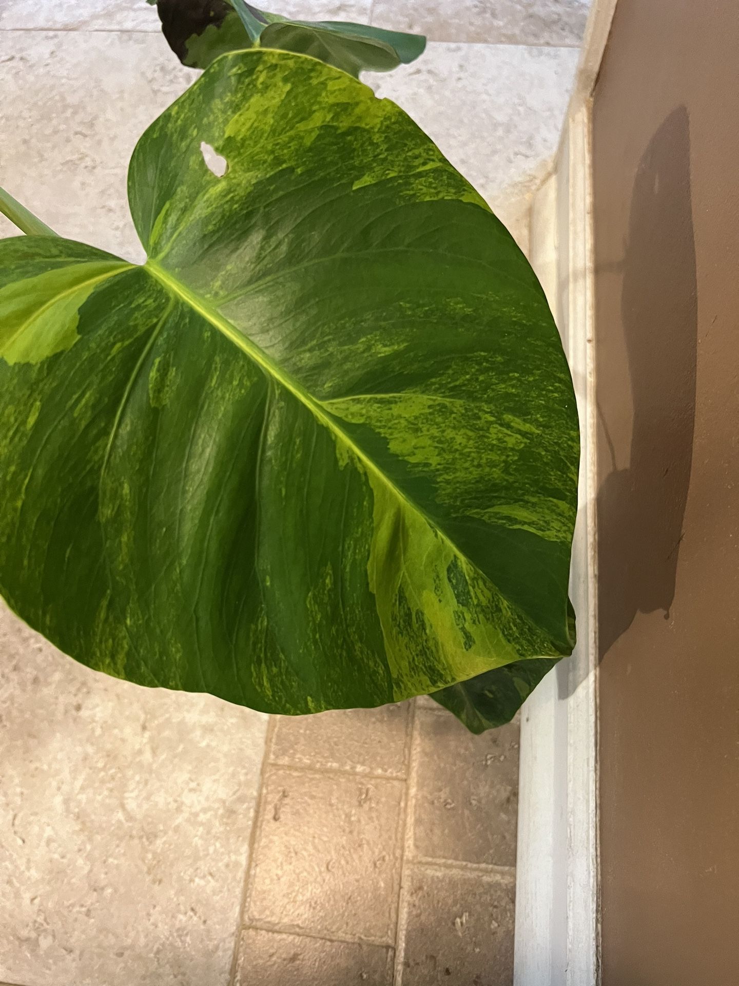 Variegated Monstera Albo And Variegated Monstera Aurea Plant Cuttings (pls Read Description)
