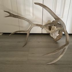 Deer Antler Mount