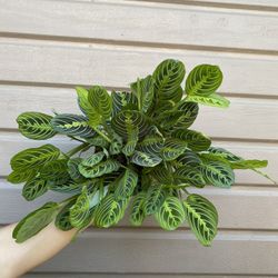 6” Maranta Leuconera Lemon Lime