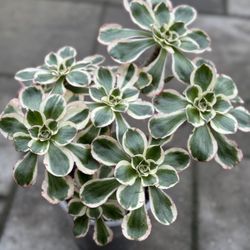 Aeonium Zeus Cluster