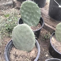 pencas de nopal blanco