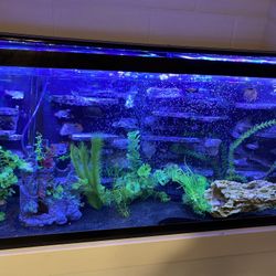 Aquariums And More
