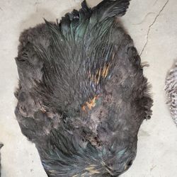 Roster pellets and feathers