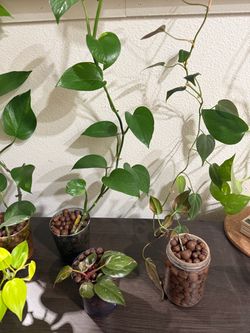 Huge Sale - Plants potted in LECA