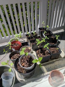 Sunflower seedlings
