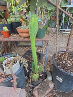 Cactus