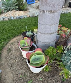 Plants.