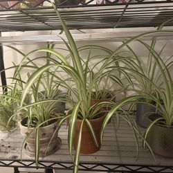 Spider Plants