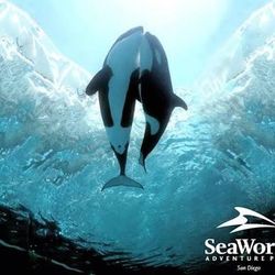 🎟️ SeaWorld San Diego Discount Tickets 🎄– Limited Availability 🎅