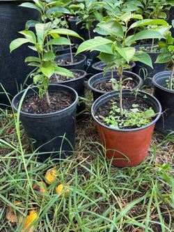 Guanábana(soursop trees)