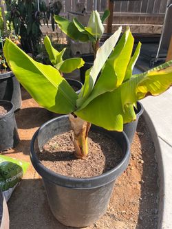 Banana plant 25 gal pot