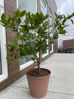 Dwarf Meyer lemon tree