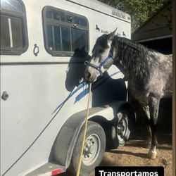 Transportamos Caballos Locales