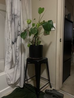 Plant with black stool