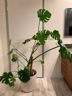 Large Monstera Deliciosa (“Swiss Cheese Plant”) – Nearly 6’ Tall – Healthy & Growing