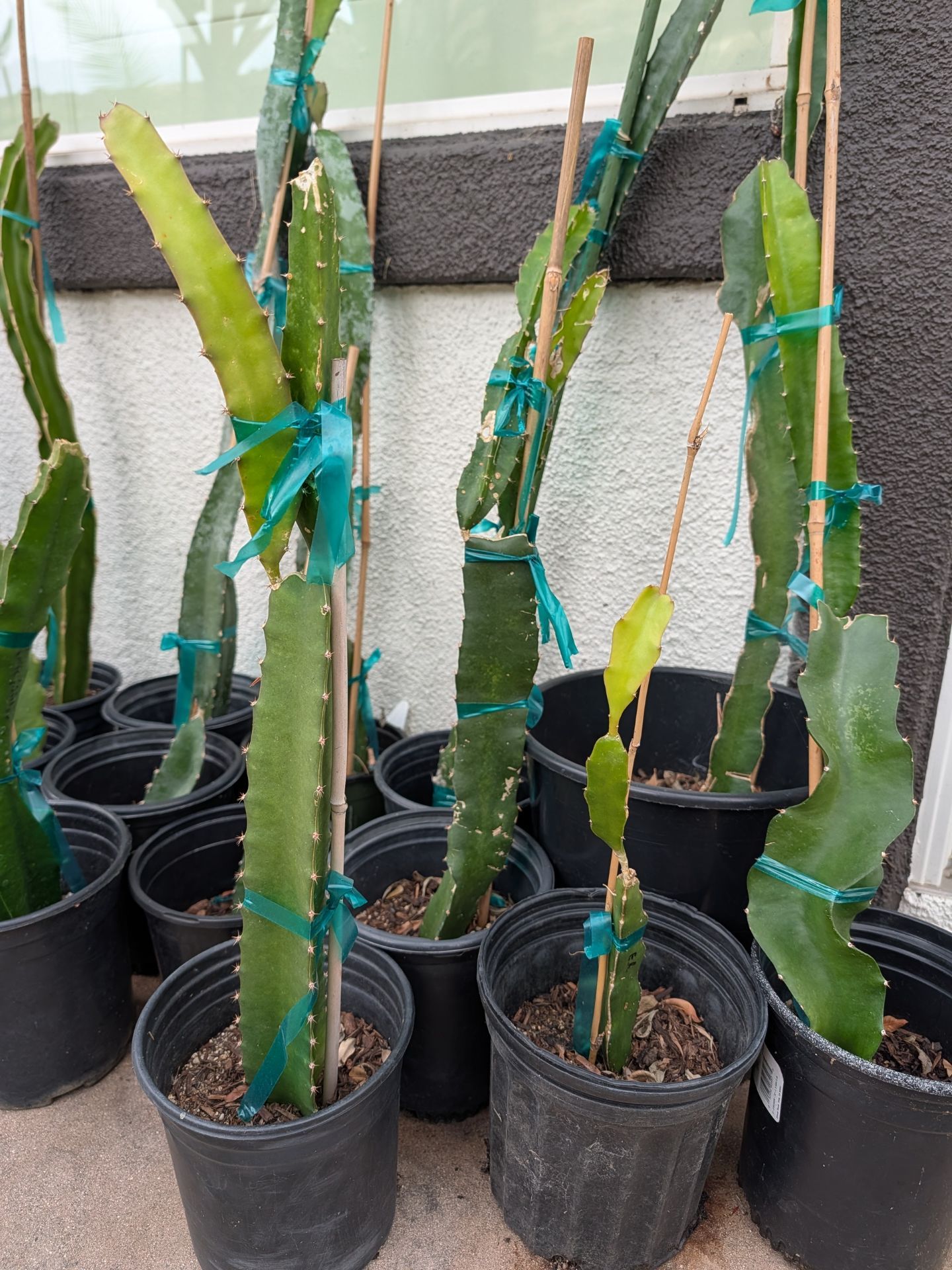 Named rooted dragon fruit plants