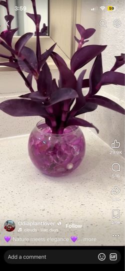 🪴 Potted Purple Hearts
